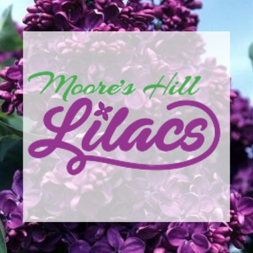 Moore's Hill Lilacs
